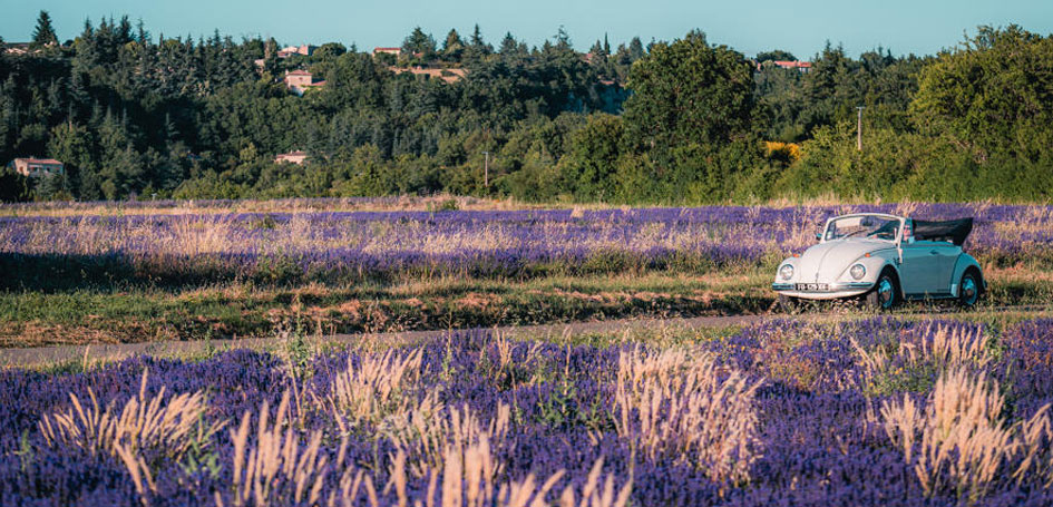 La lavanda del enclave de los papas