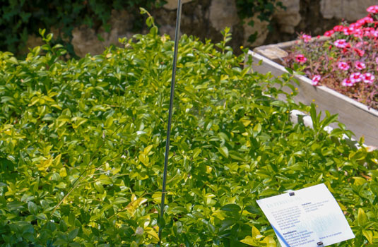 Garten - Domaine de la Citadelle - Luberon