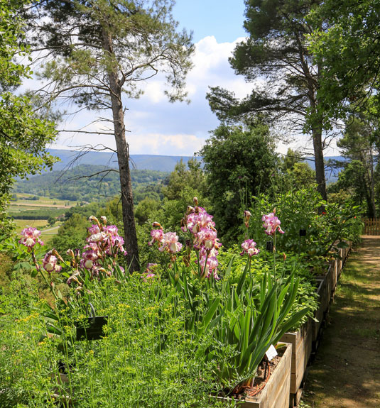 Colores y fragancias a raudales - jardín de la Citadelle - Luberon