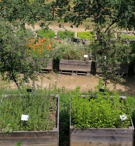 Plantas medicinales en el jardín de la Citadelle