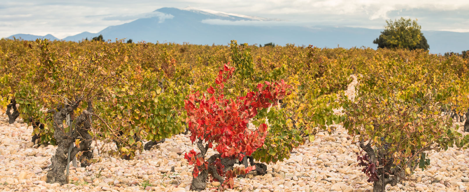 Vinos y viñedos del vallee del Rodano © Kessler