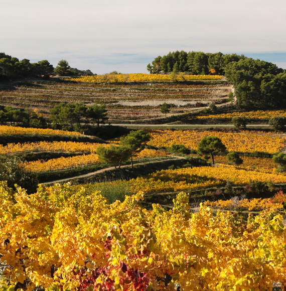 Vignes de l'automne en Vaucluse