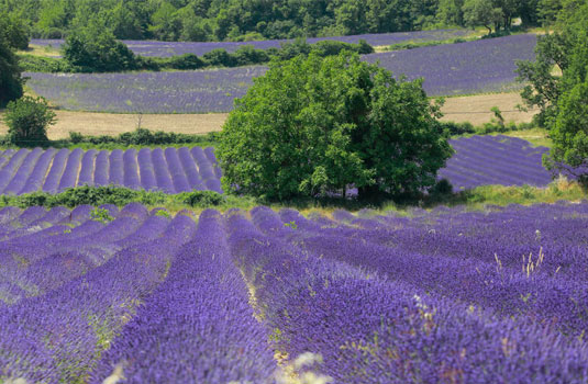 La lavanda de Provenza, una experiencia sensorial