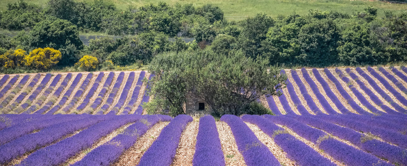 La lavanda de Provenza © Verneuil