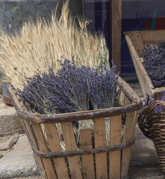 Lavanda fine, Lavanda Aspic y Lavandín